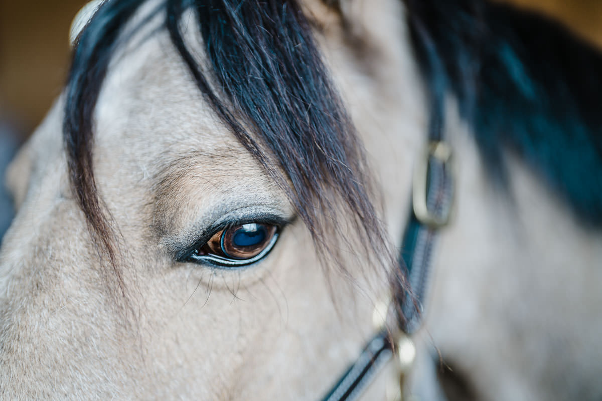 arsmote-skaraborgs-veterinarforening-mait-annelie-hellstrom-veterinar