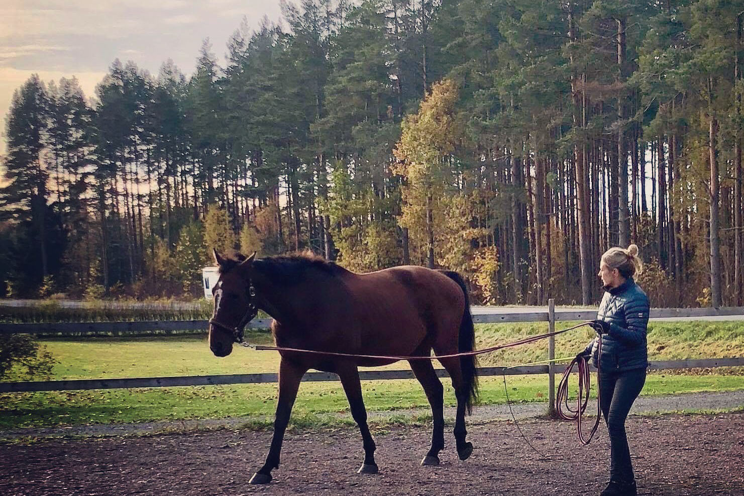 belastningsanalyshast-veterinar-annelie-hellstrom-nolberga-veterinarklinik