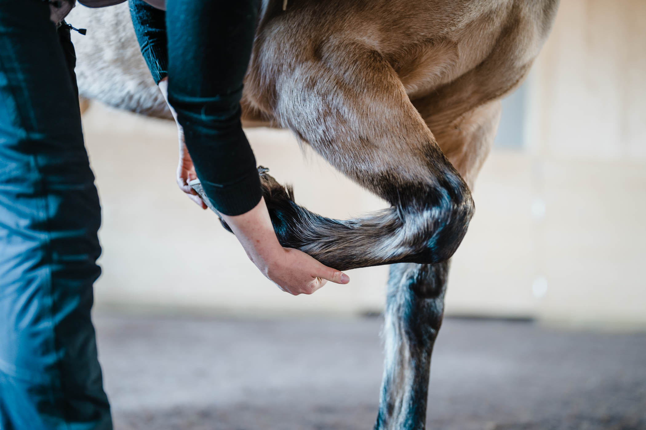 besiktning-hast-veterinar-annelie-hellstrom-nolberga-veterinarklinik-fotograf-jesper-anhede
