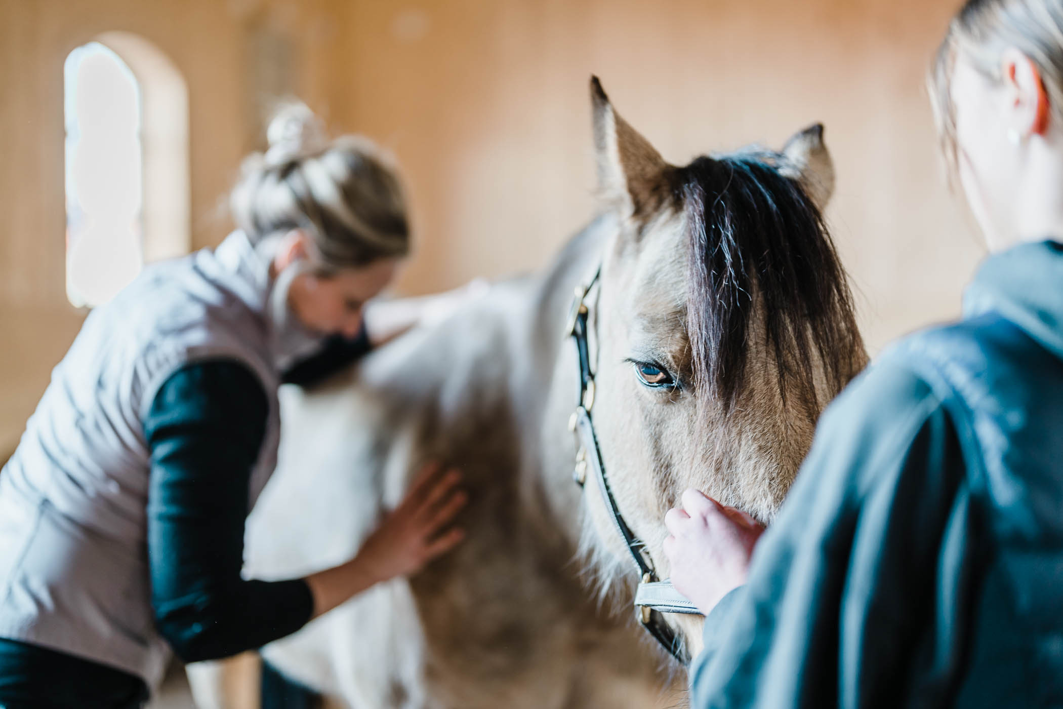 bindvavstraning-bindvav-fascia-fysioterapi-hast-horse-photographer-jesper-anhede