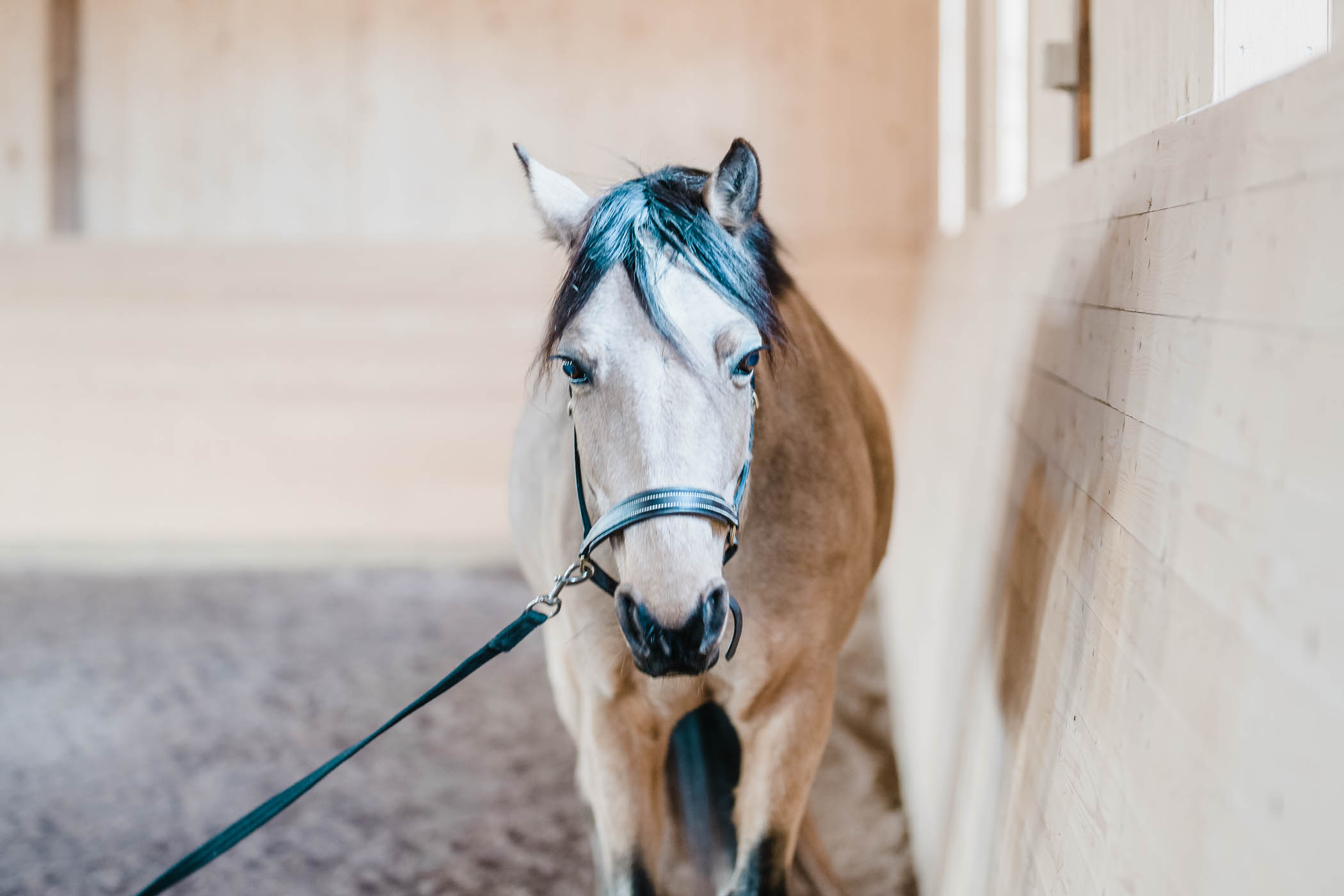 rorelseterapi-hast-veterinar-annelie-hellstrom-nolberga-veterinarklinik-fotograf-jesper-anhede